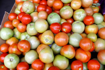 Fresh raw and semi ripe green red tomato in market