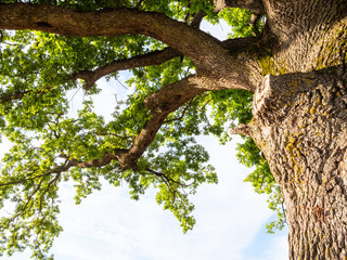 bottom view of old oak tree and blue sky