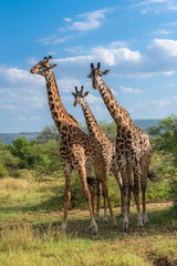 Giraffes standing in the savannah in the Serengeti park, three wild animals