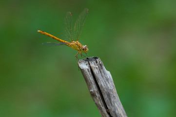 Image of beautiful dragonfly in a garden
