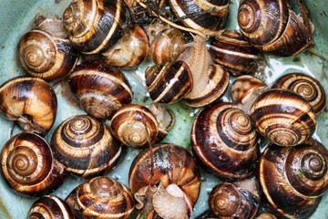 many live snails (helix lucorum) in plastic bucket