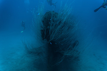 USS Apogon