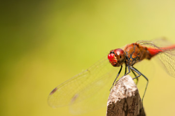 Image of beautiful dragonfly in a garden