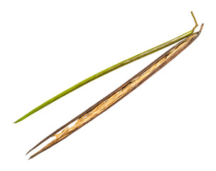 fresh and dried bean pods of catalpa tree on white