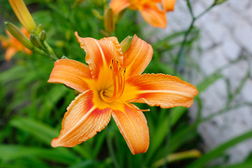 Orange lily flowers and green leaves.  fire lily (Lilium bulbiferum) located in Apuan Alps.