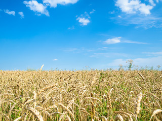 blue sky over wheat field in summer