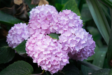 Beautiful pink hydrangea or hortensia flower close up. Artistic natural background. flower in bloom in spring