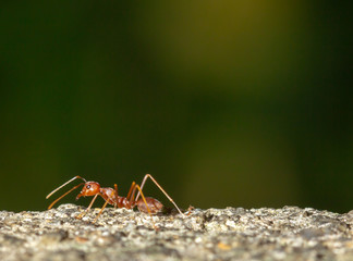 Red Ant walking on the cement stone nature background, Macro photography