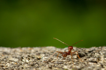 Red Ant walking on the cement stone nature background, Macro photography