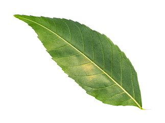 back side of fresh green leaf of common ash tree