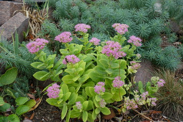 Erect unbranched succulent stems of Hylotelephium spectabile with star-shaped pink flowers borne in flat cymes