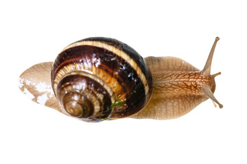 top view of wet live snail cutout on white
