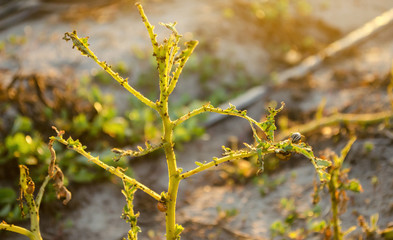 The Colorado potato beetles (Leptinotarsa decemlineata) sitting on a potato. Insect pests - farmer's enemy. Crop loss risks. Agriculture and farming. Selective focus
