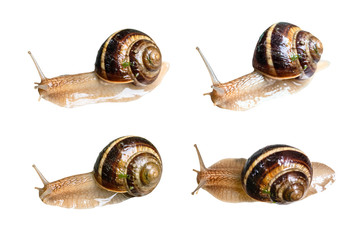 set of wet live snails cutout on white