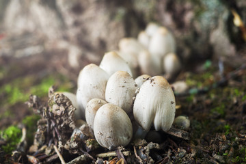 Mushrooms are poisonous in the face of rain, hot weather, life threatening.