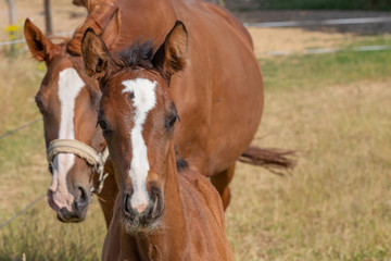 Fototapeta premium Mutter und Tochter kommen auf den Betrachter zu