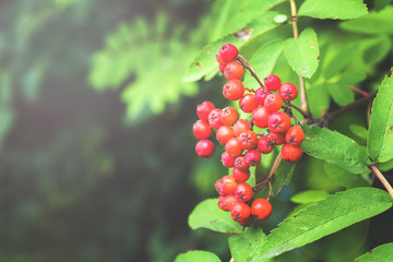 Bunch of red Rowan berries growing on a Bush. Selective focus.