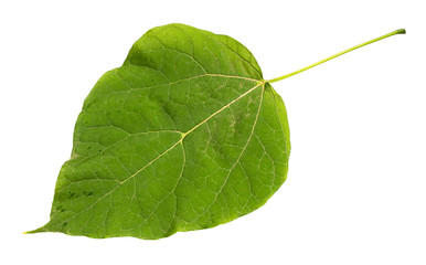 natural green leaf of catalpa tree cutout on white