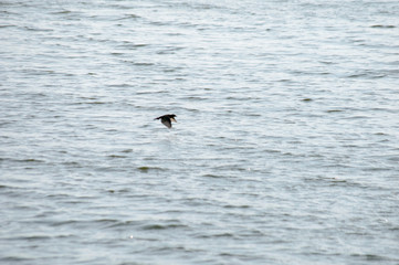 Fototapeta na wymiar Bird in flight with wings pointing down