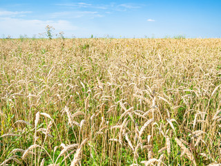 view of overgrown wheat field in summer afternoon