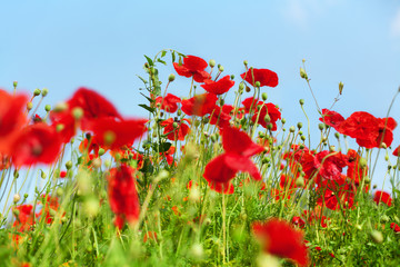 Red poppy flowers blossom on green grass and blue sky blurred background close up, beautiful poppies field in bloom on sunny summer day landscape, spring season nature bright floral meadow, copy space