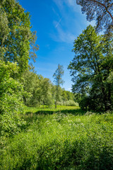 Schutzraum für Flora und Fauna: Feuchtwiese am Rande des 
