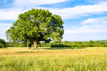 Fototapeta na wymiar large oak tree on wild meadow on summer day