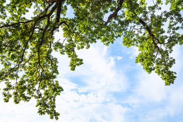 view of green branches of oak tree and blue sky