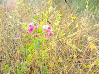 pink flowers illuminated by sun on wild meadow