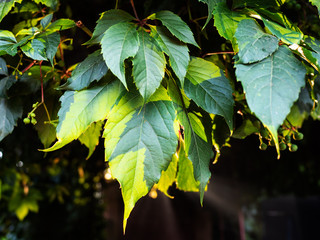 green foliage of virginia creeper lit by sun