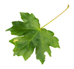 fresh green leaf of maple tree cut out on white
