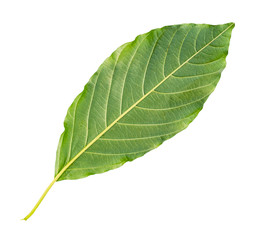 back side of fresh green leaf of tree cut out