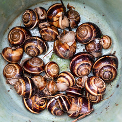 many snails (helix lucorum) in plastic bucket