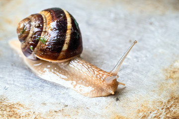 snail crawls on wet dirty steel surface
