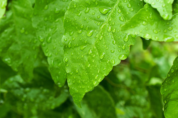 green leaf with drops of water