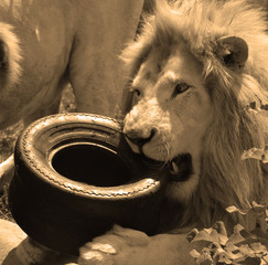 White lion is a rare color mutation of the lion. Until 2009 when the first pride of white lions was...