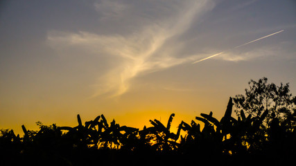 The banana tree shadow with red sky sunset.