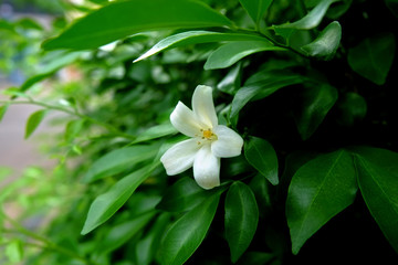 Single Orang Jessamine blooming among the branches. Single Andaman Satinwood are blooming. Single Murraya paniculata (L.)
