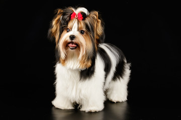 Biewer Yorkshire Terrier on colored backgrounds