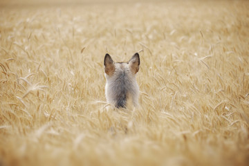 Gray dog playing in a wheat 