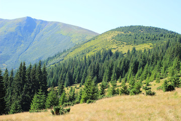 A steep slope overgrown with mountain trees. A view of the ridge along which you can reach the top of the mountain. Carpathian Mountains. 