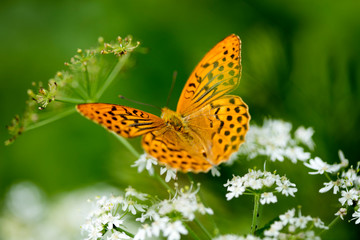 Orange butterfly sitting on white flower macro background fine art in high quality prints products...