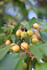 Obraz premium Unreife Süßkirschen