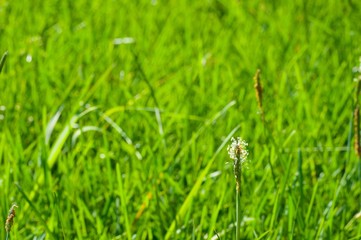 grass on green background of grass