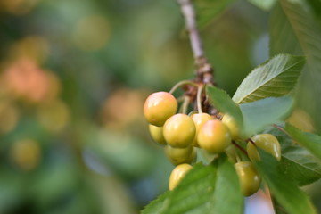 Unreife Süßkirschen