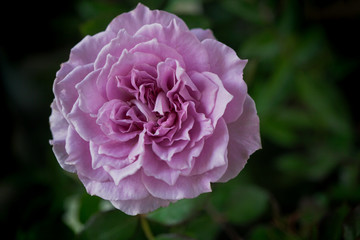 Pink violet pastel rose flower blooming in garden with leaf background.