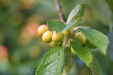 Unreife Süßkirschen