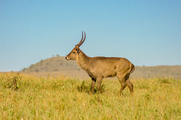 Male Kobus defassa - Tsavo, Kenya.