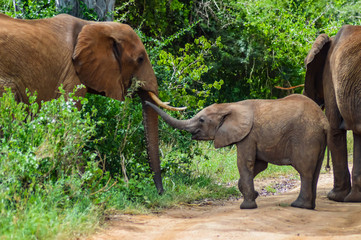 Fototapeta na wymiar An elephant and his little. One in a walk