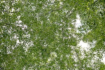 Trees vs sky in wild forest Lake Brombachsee background fine art in high quality prints products...